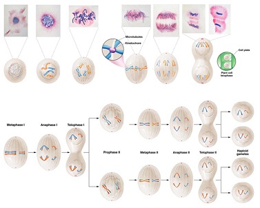 Meiosis Vs Mitosis Phases Histology